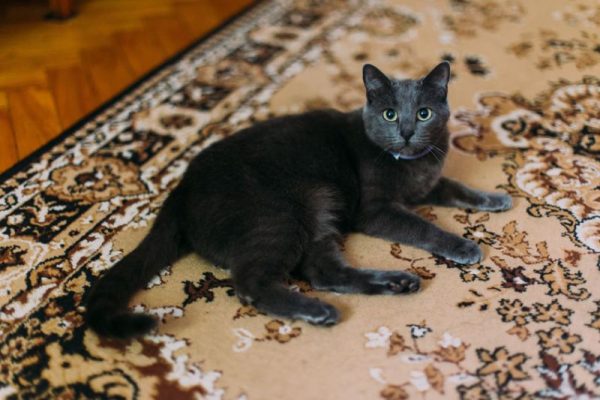 64650564 - black cat lies on the carpet with eastern-style patterns at home and resting, looking to camera.