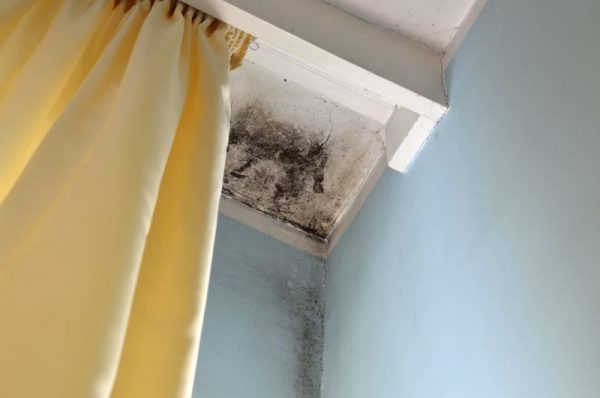 Mold in the corner of the white ceiling and blue wall, with yellow curtain on the left side.